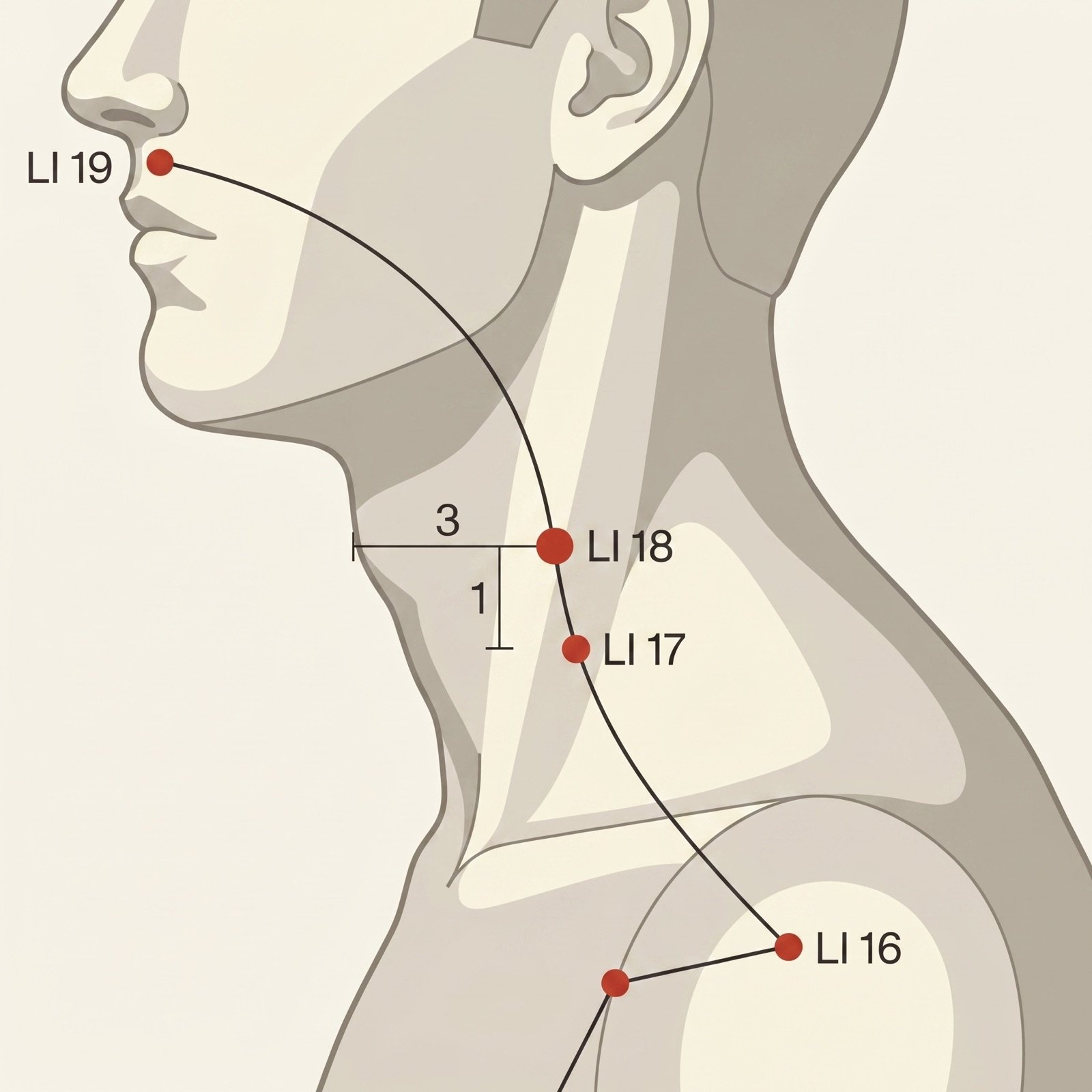LI-18 Futu — Borde Hioides