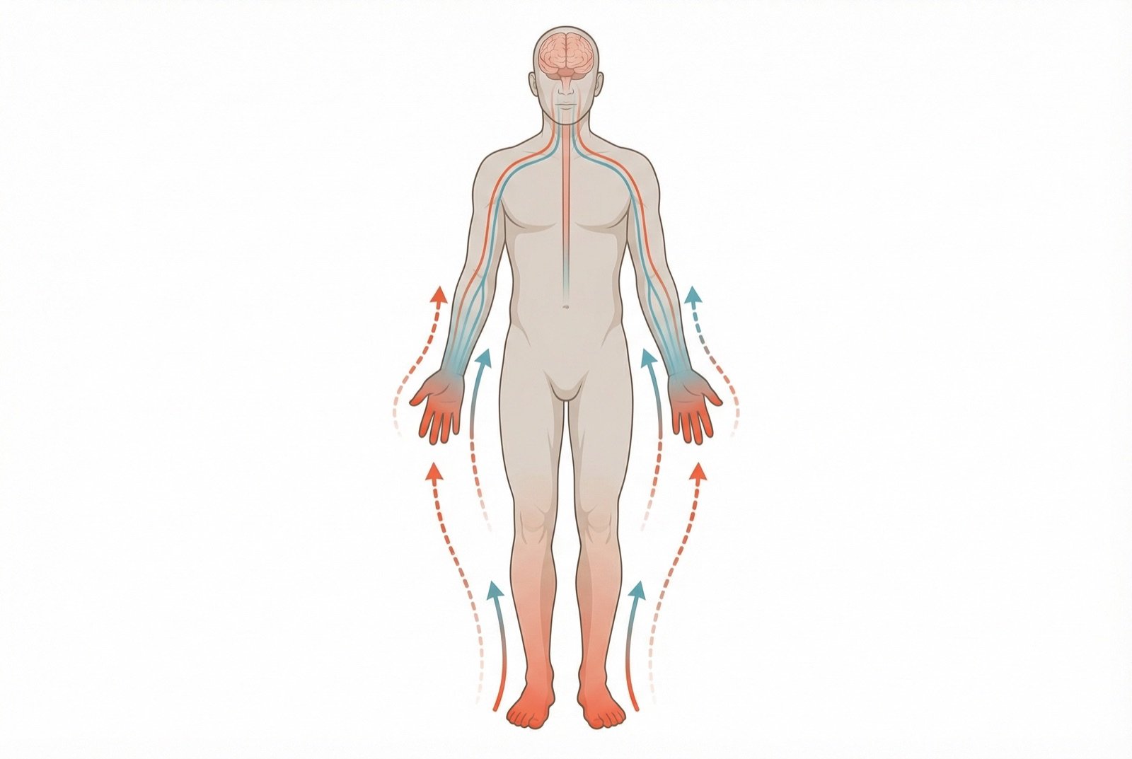 Patrón en calcetín y guante de la neuropatía diabética: distribución simétrica y distal de los síntomas sensitivos, que comienza en los pies y progresa proximalmente