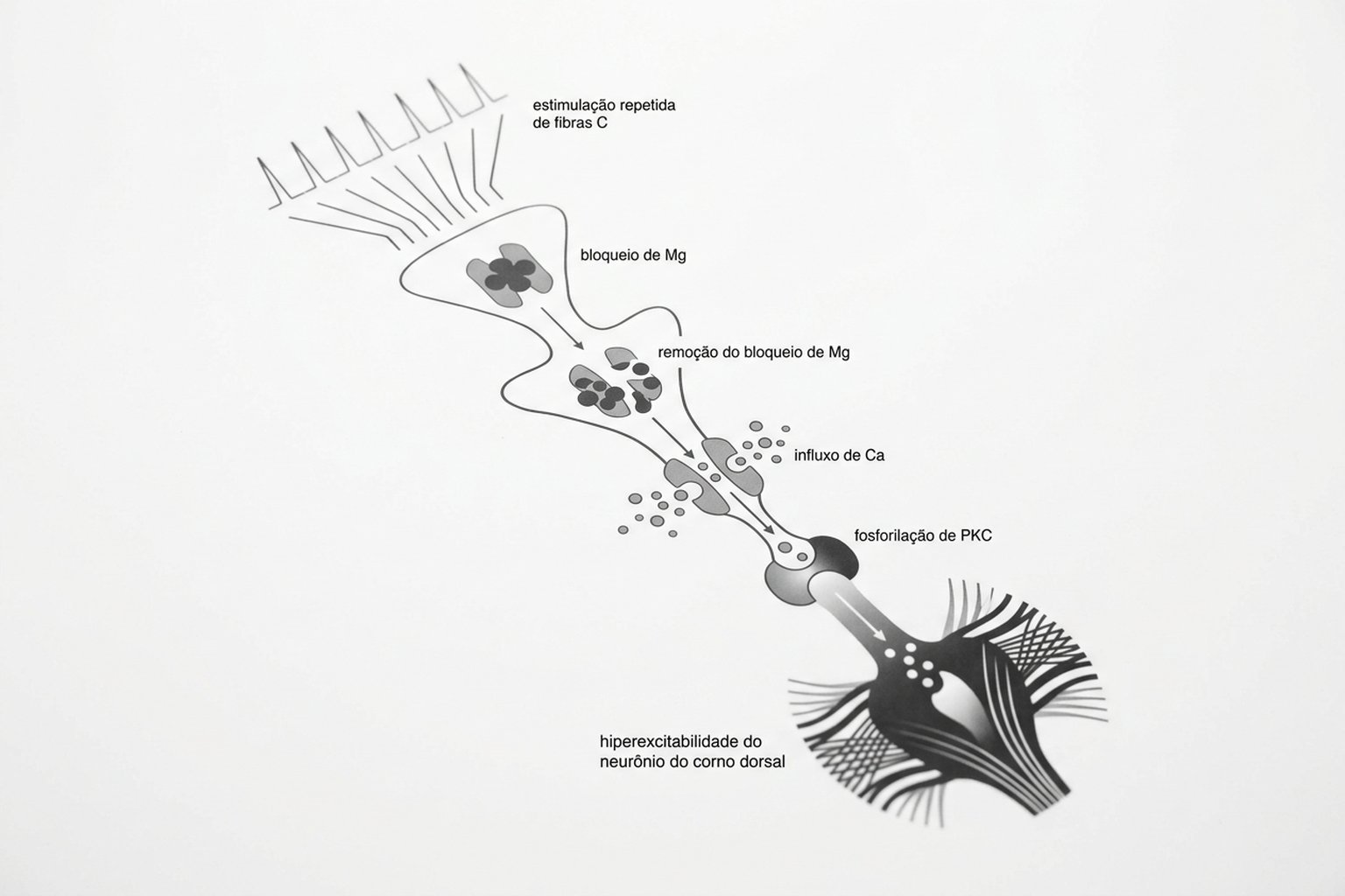 Sensibilização Central