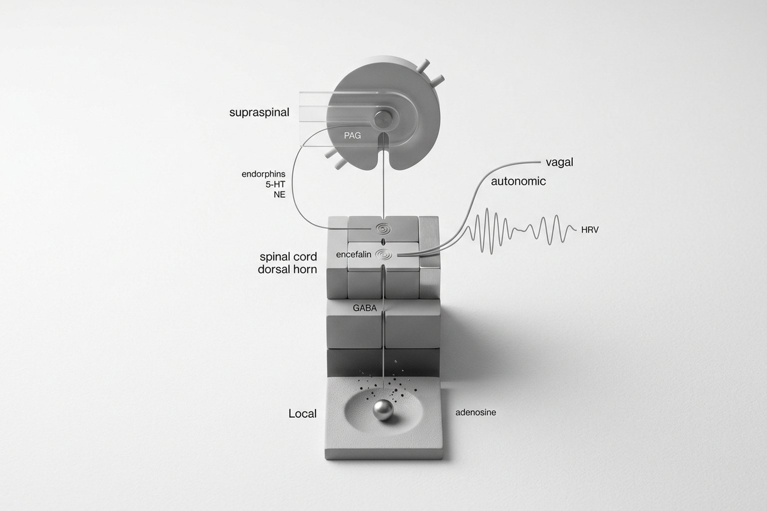 Como a Acupuntura Funciona